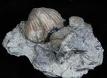 Platystrophia Brachiopods From Kentucky #1841-2